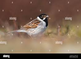 Attēlu rezultāti vaicājumam “Emberiza schoeniclus male”