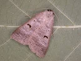 Attēlu rezultāti vaicājumam “Lygephila pastinum”