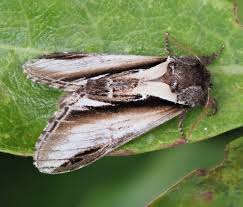 Attēlu rezultāti vaicājumam “Pheosia gnoma male”