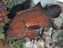 Image result for Cephalopholis cruentata
