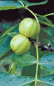 Attēlu rezultāti vaicājumam “Carya ovata fruit”