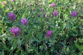 Attēlu rezultāti vaicājumam “Leguminosae”