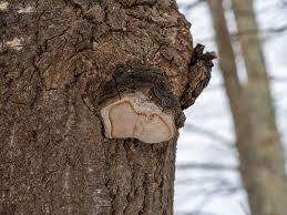 Attēlu rezultāti vaicājumam “Phellinus populicola”