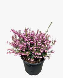 Attēlu rezultāti vaicājumam “Erica x darleyensis flower”