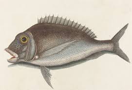 Image result for Cymatoceps nasutus