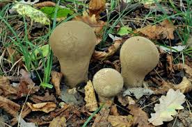 Attēlu rezultāti vaicājumam “Calvatia excipuliformis”