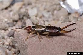 Attēlu rezultāti vaicājumam “Forficula auricularia”