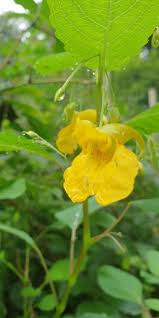 Attēlu rezultāti vaicājumam “Impatiens noli-tangere flower”