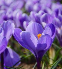 Attēlu rezultāti vaicājumam “Crocus vernus subsp. vernus”