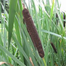 Attēlu rezultāti vaicājumam “Typha latifolia fruit”