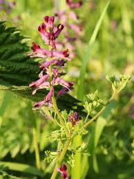 Attēlu rezultāti vaicājumam “Fumaria officinalis flower”