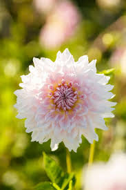 Image result for Dahlia x pinnata `Decorative Giants`