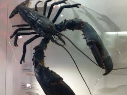 Image result for Homarus gammarus
