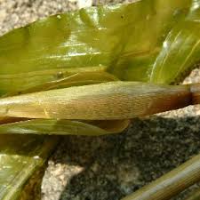 Attēlu rezultāti vaicājumam “Potamogeton praelongus”