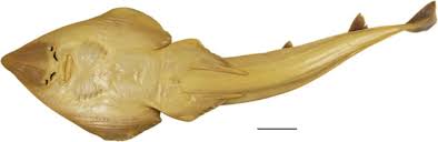 Image result for Acroteriobatus annulatus