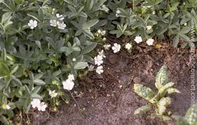 Attēlu rezultāti vaicājumam “Potentilla alba”