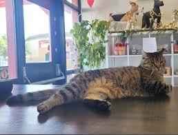 Image result for cat found