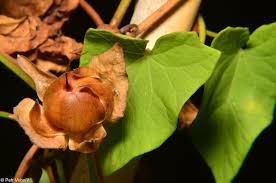 Attēlu rezultāti vaicājumam “Calystegia sepium fruit”