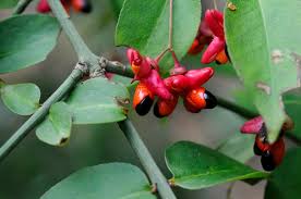Attēlu rezultāti vaicājumam “Euonymus verrucosus fruit”