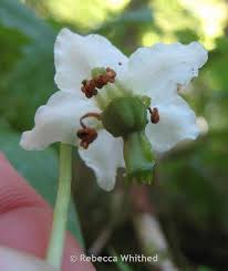 Attēlu rezultāti vaicājumam “Moneses uniflora fruit”