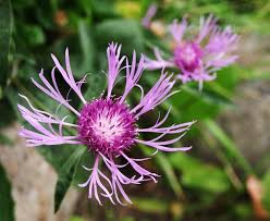 Attēlu rezultāti vaicājumam “Centaurea jacea flower”