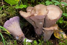 Attēlu rezultāti vaicājumam “Gomphus clavatus”