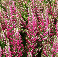 Attēlu rezultāti vaicājumam “Calluna vulgaris bud”