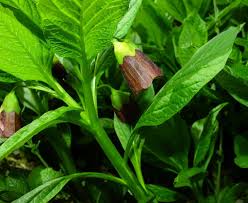 Attēlu rezultāti vaicājumam “Scopolia carniolica leaf”