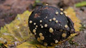 Attēlu rezultāti vaicājumam “Hymenoscyphus fructigenus”