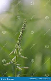 Attēlu rezultāti vaicājumam “Epilobium angustifolium bud”