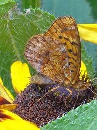 Attēlu rezultāti vaicājumam “Boloria dia underside”