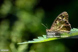 Attēlu rezultāti vaicājumam “Pararge aegeria”