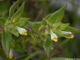 Attēlu rezultāti vaicājumam “Melampyrum sylvaticum flower”