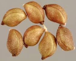 Attēlu rezultāti vaicājumam “Potamogeton perfoliatus fruit”