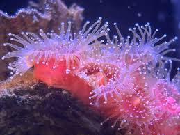 ผลการค้นหารูปภาพสำหรับ strawberry anemone