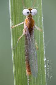 Attēlu rezultāti vaicājumam “Heptagenia sulphurea female”
