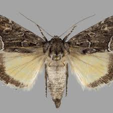 Attēlu rezultāti vaicājumam “Thalpophila matura”