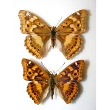 Attēlu rezultāti vaicājumam “Apatura ilia”