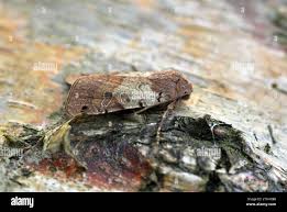 Attēlu rezultāti vaicājumam “Agrochola litura”