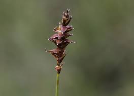 Attēlu rezultāti vaicājumam “Carex dioica male flower”