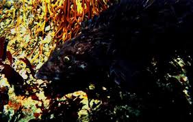 Image result for Ophiodon elongatus