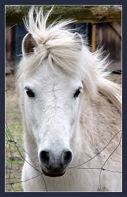 images?q=tbn:ANd9GcQaL0e7vX83c4N_r_BWZNCbVKW1r8ZRdJ6aVl2iGV7V4Mporev-2mw9A2qL