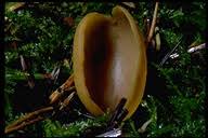 Attēlu rezultāti vaicājumam “Otidea leporina”