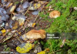 Attēlu rezultāti vaicājumam “Protostropharia alcis”