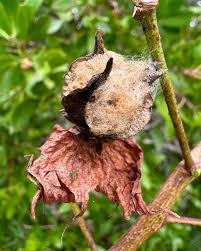 Attēlu rezultāti vaicājumam “Antrodia gossypium”