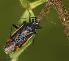 Attēlu rezultāti vaicājumam “Capsodes gothicus”