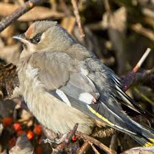Attēlu rezultāti vaicājumam “Bombycilla garrulus adult”