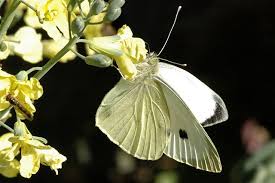 Attēlu rezultāti vaicājumam “Pieris brassicae male”