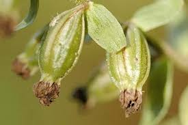 Attēlu rezultāti vaicājumam “Epipactis helleborine flower”