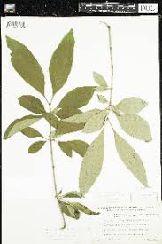 Attēlu rezultāti vaicājumam “Syringa reticulata subsp. amurensis”